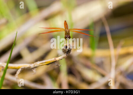 Una libellula è un insetto appartenente all'ordine odonati, sottordine Anisoptera. Foto Stock