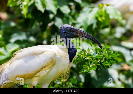 Il nero con testa di ibis o Oriental white ibis è specie di trampolieri della famiglia ibis che le razze in Indian Subcontinen Foto Stock