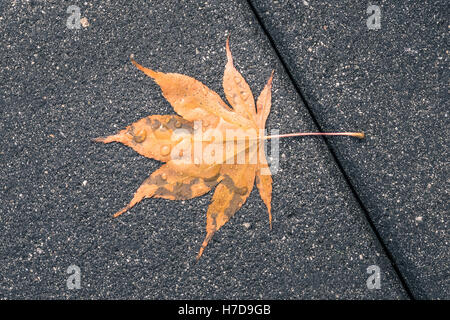 Un singolo wet, caduti maple leaf sul marciapiede Foto Stock