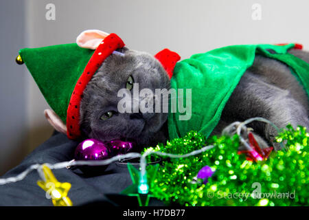 Cat vestito come ELF. Foto Stock