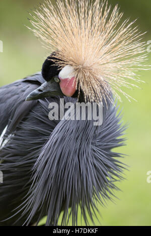 Nero, nero-cervice o West African Crowned Crane p. Balearica pavonina. Foto Stock