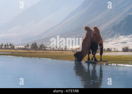 Camel acqua potabile dal fiume nella Valle di Nubra. Leh, India. Foto Stock