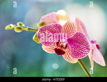 Atmosferica rosa colorato orchid con un morbido viola che mostra sfondo bokeh di fondo con una stanza a sinistra per il testo della copia, lo spazio ideale per Foto Stock