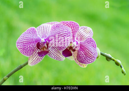 Orizzontale immagine vibrante di un singolo di orchidea rosa con un morbido sfondo verde ,camera al di sopra del testo della copia, lo spazio ideale per Foto Stock