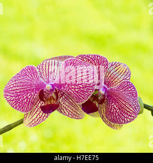 Square immagine vibrante di una coppia di orchidee rosa con camera al di sopra del testo della copia, lo spazio ideale per biglietti di auguri Foto Stock