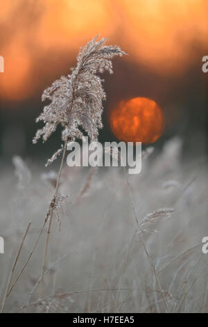 Tramonto al di sopra di zone umide, Reed erba / Seggenried ( Phragmites australis ), la fine della giornata di silenzio e di meditazione, luce calda, d'inverno. Foto Stock