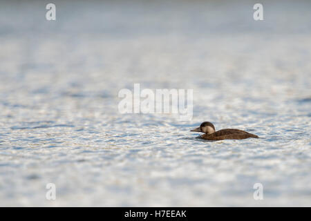 Orchetto comune / Trauerente ( Melanitta nigra ), solitaria femmina, mentre la molla di migrazione, nuoto sulle sponde di un lago in Svezia, la fauna selvatica. Foto Stock