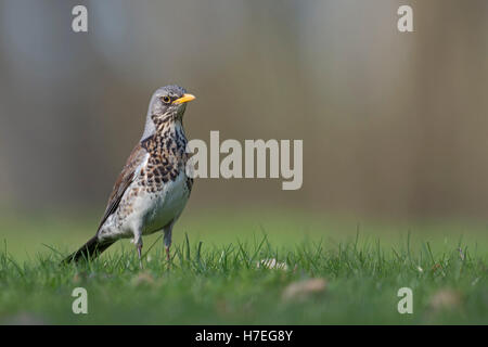 Allodole Cesene Beccacce ( Turdus pilaris ) in abito di allevamento, seduto a terra, guardando attentamente, presa dal basso punto di vista Foto Stock