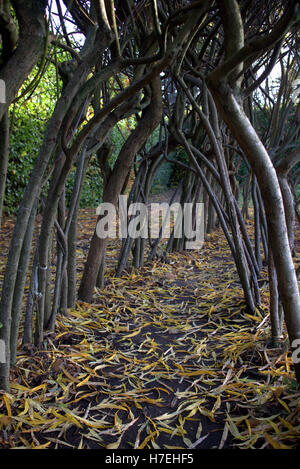 Botanic Gardens Situato in un parco nel west end di Glasgow Foto Stock