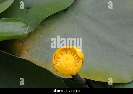 Giallo giglio di acqua disponibile in alta risoluzione e di diverse dimensioni per adattarsi alle esigenze del vostro progetto Foto Stock