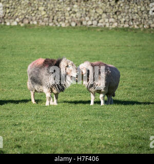 Herdwick Sheep in The Langdale Valley, Lake District, UK. Foto Stock