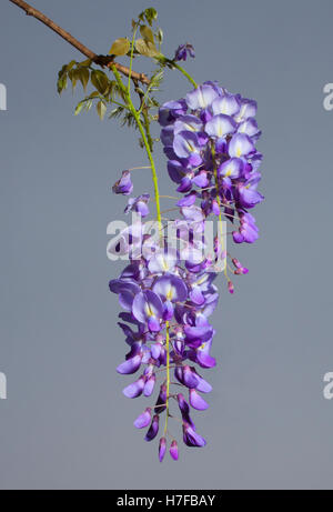 Fiori su una pianta di glicine che sono in piena fioritura Foto Stock