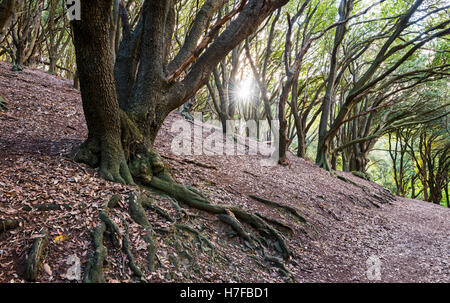 La luce del sole splende attraverso un bosco di collina nel Parco Nazionale di Exmoor Foto Stock