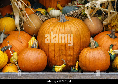 In autunno il display di fattoria di zucche e zucche. Foto Stock