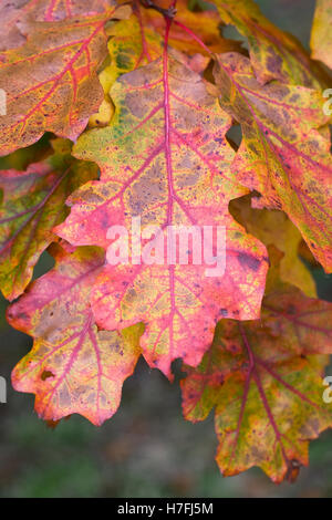 Quercus le foglie in autunno. Foglie di quercia. Foto Stock