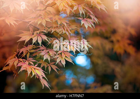 Japanese Maple Autumn Leaves Foto Stock