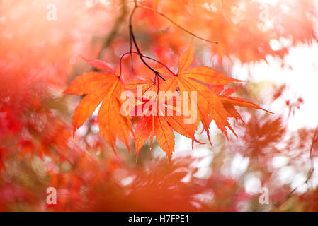 Autunno colorato di arancione Acer lascia Foto Stock