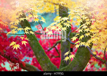 Autunno colorato di giallo di foglie di Acer Foto Stock