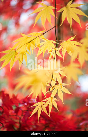 Autunno colorato di giallo di foglie di Acer Foto Stock