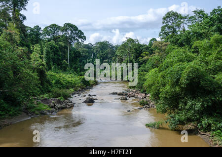 Il fiume che scorre attraverso la foresta pluviale primaria nella Danum Valley Foto Stock