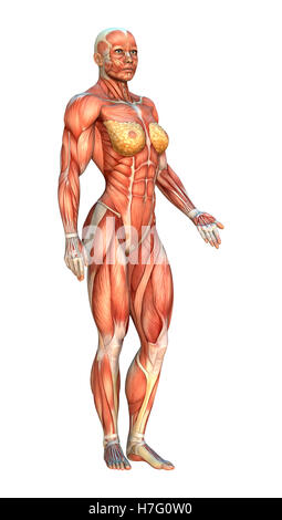 3D rendering di una figura femminile con le mappe del muscolo isolato su sfondo bianco Foto Stock