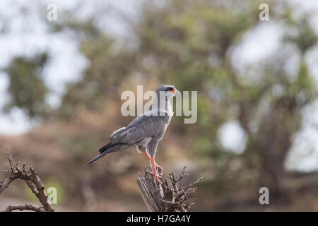 African Dark Salmodiare Astore appollaiato su un albero morto Foto Stock