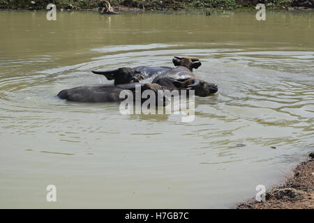 Grande bufala soak bagnarsi nel fiume Foto Stock