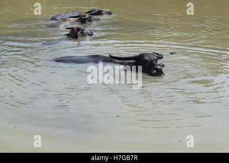 Grande bufala soak bagnarsi nel fiume Foto Stock