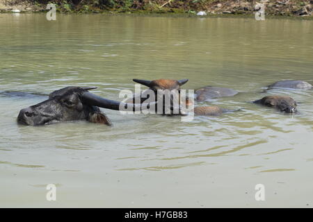 Grande bufala soak bagnarsi nel fiume Foto Stock