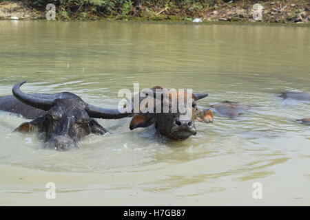 Grande bufala soak bagnarsi nel fiume Foto Stock