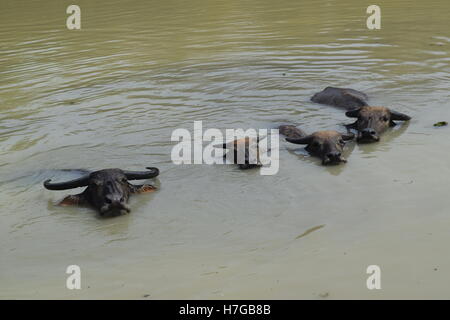 Grande bufala soak bagnarsi nel fiume Foto Stock