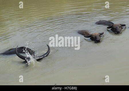 Grande bufala soak bagnarsi nel fiume Foto Stock