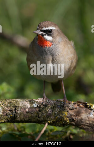 Rubinkehlchen ( Luscinia calliope ), secondo anno civile, maschio, arroccato su un ramo marcio, Paesi Bassi, fauna selvatica, Europa. Foto Stock