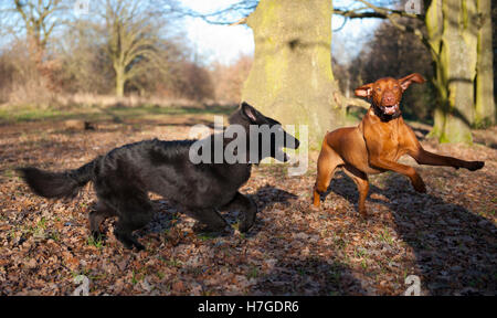 Un belga Groenendael cane pastore e un Vizla ungherese Foto Stock