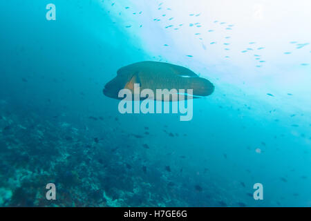 Napoleone pesce, Humphead wrasse (Cheilinus undulatus) in blu oceano, Maldive Foto Stock