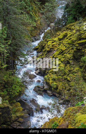 Verde muschio coperto rocce lungo un ruscello di montagna. Parco Nazionale delle Cascate del Nord, Washington, Stati Uniti d'America.