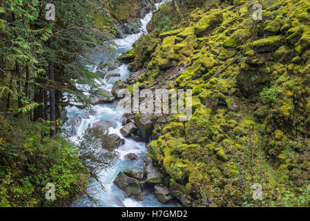 Verde muschio coperto rocce lungo un ruscello di montagna. Parco Nazionale delle Cascate del Nord, Washington, Stati Uniti d'America.
