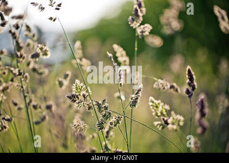 Tranquillo paesaggio con close up dell'erba sul prato in inizio di estate Foto Stock