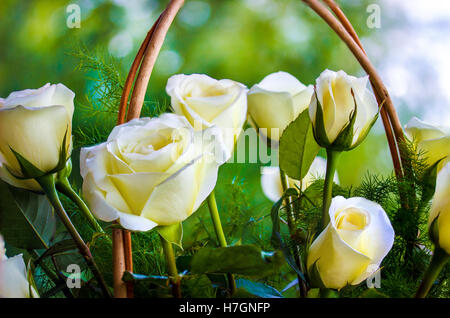 Rose, immagine di sfondo ,le rose in giardino,bellissime rose Foto Stock