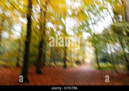 Londra, Regno Unito. 5 Novembre, 2016. Le foglie cadono in un parco a Londra, in Gran Bretagna il 9 novembre 5, 2016. © Han Yan/Xinhua/Alamy Live News Foto Stock