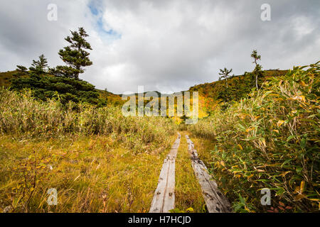 Percorso a piedi a Asahaidake, Daisetsuzan Naitonal Park, Hokkaido, Giappone passando attraverso il bosco in Autunno colori Foto Stock
