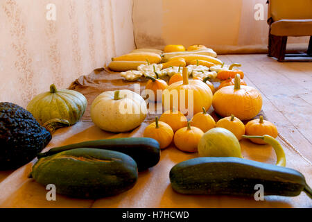 Un abbondante raccolto autunnale di molti tipi di zucca e colori. Foto Stock