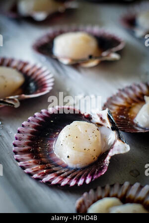 Capesante pesce condito con sale e pepe pronti per essere cucinati. La deliberata la messa a fuoco sul primo piano smerlo e profondità di f Foto Stock