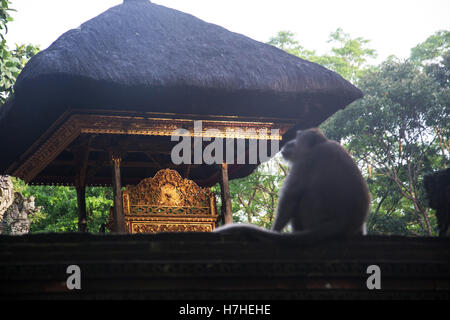 Monkey Forest Ubud Bali Indonesia Foto Stock