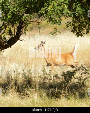 Urbanizzata white-tailed deer (Odocoileus viginianus) Foto Stock