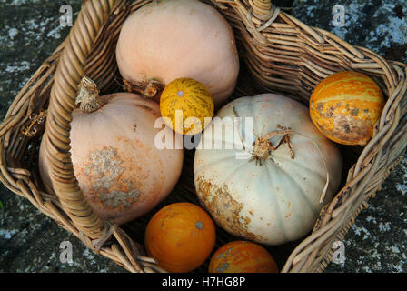 Un cestello di diverse varietà di pumkins o si schiaccia. Un regno unito Foto Stock