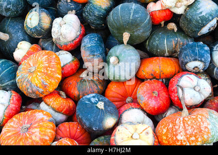 Colorate zucche in miniatura in vendita presso un allevatore locale il mercato del Ringraziamento. Tema di autunno sfondo. Foto Stock