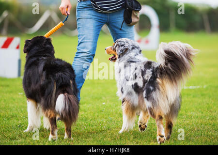 Donna treni con due pastore australiano cani su un cane campo di formazione Foto Stock