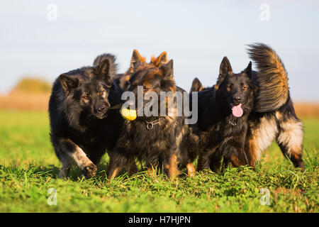 Pack di vecchi cani pastore tedesco in lotta per un giocattolo Foto Stock