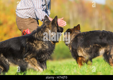 L'uomo lavora con due vecchi cani pastore tedesco all'aperto Foto Stock